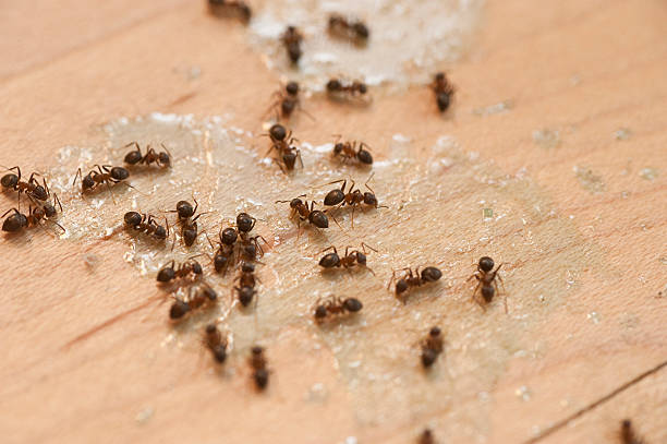 Best Pest Control Near Me in Holdrege, NE